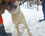 Собаки в Санкт-Петербурге: На сто процентов дружелюбный и добродушный пёс Мальчик, Бесплатно - фото 6