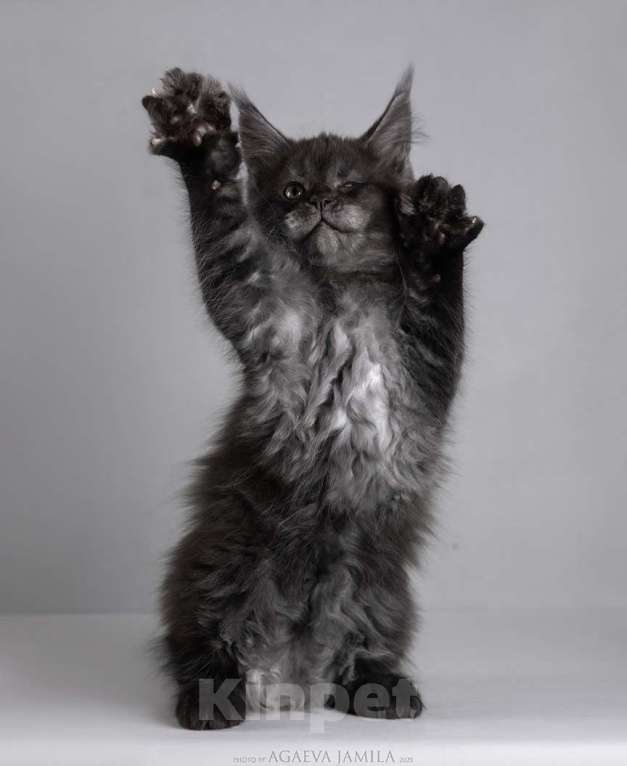 Кошки в Москве: Мейн-кун Зорро сладкий пирожок Мальчик, 105 000 руб. - фото 4