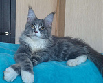 Кошки в Мытищах: Котенок Мейн-кун Мальчик, 35 000 руб. - фото 1