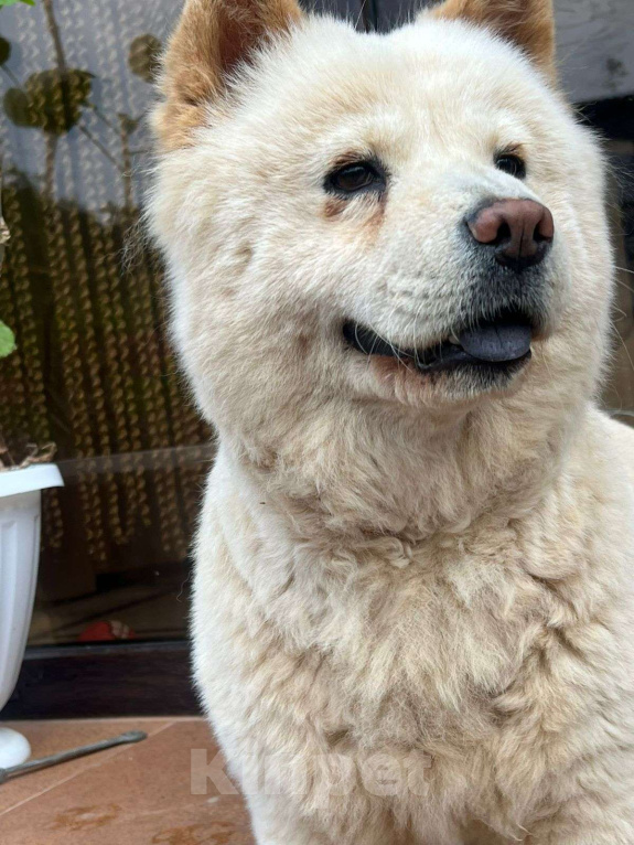 Собаки в Аксае: Волонтерская собака Мишель Чау-чау Девочка, 20 000 руб. - фото 9