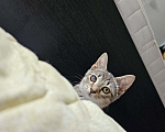 Кошки в Санкт-Петербурге: Котенок Люмия Люми Девочка, Бесплатно - фото 6