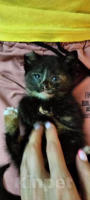 Кошки в Мытищах: Котенок девочка черепахового окраса Девочка, 1 руб. - фото 2