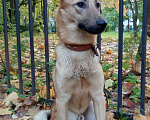 Собаки в Санкт-Петербурге: Полуовчар Элик в добрые руки Мальчик, 3 000 руб. - фото 3