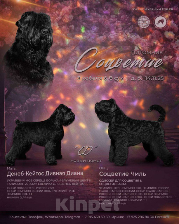 Собаки в Химках: Русский черный терьер, щенки  Девочка, 65 000 руб. - фото 1