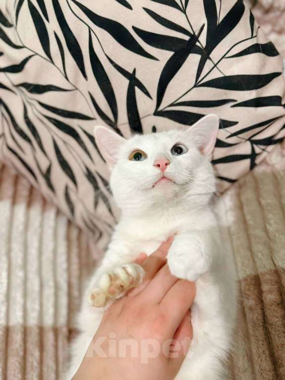 Кошки в Балашихе: Голубоглазый котик Мальчик, Бесплатно - фото 5