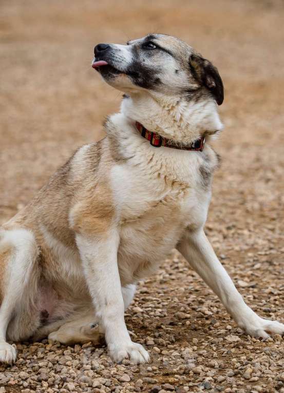 Собаки в Москве: Дейзи. Дружелюбная собака ждет в приюте Девочка, Бесплатно - фото 4