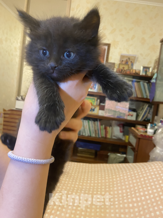 Кошки в Москве: Кото-Космос ищет дом Мальчик, Бесплатно - фото 1