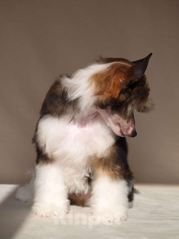 Собаки в Липецке: Пуховый мальчик Мальчик, 20 000 руб. - фото 5