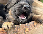 Собаки в Йошкаре-Оле: Чистокровные щенки немецкой длинношерстной овчарки. Мальчик, 12 000 руб. - фото 4
