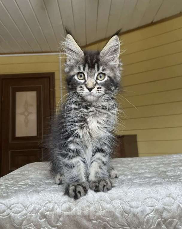 Кошки в других городах Московской области: Мейн-кун мальчишка❤️ Мальчик, 60 000 руб. - фото 2
