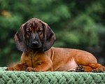 Собаки в Ярославле: Щенок Баварской горной гончей Мальчик, Бесплатно - фото 1