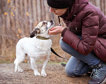 Собаки в Москве: Нюша, 6 лет, вес 7 кг в добрые руки Девочка, Бесплатно - фото 1