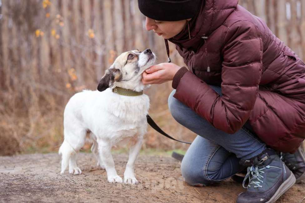 Собаки в Москве: Нюша, 6 лет, вес 7 кг в добрые руки Девочка, Бесплатно - фото 1