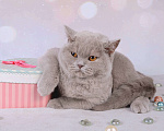 Кошки в Мурином: Британская кошечка лилового окраса Девочка, 9 000 руб. - фото 2