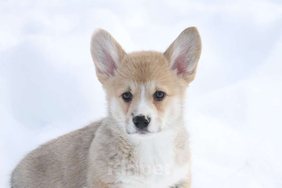 Собаки в Москве: Вельш корги пемброк Мальчик, Бесплатно - фото 2