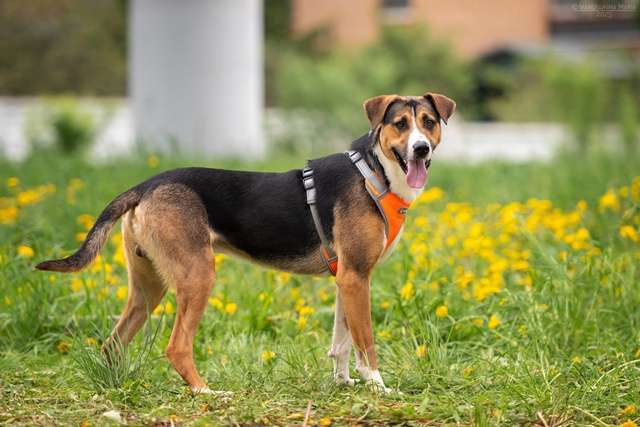 Собаки в Москве: Блэр - когда мама полюбила зененнхунда Мальчик, Бесплатно - фото 4