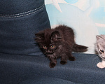 Кошки в Барнауле: Котята в дорые руки Девочка, Бесплатно - фото 2