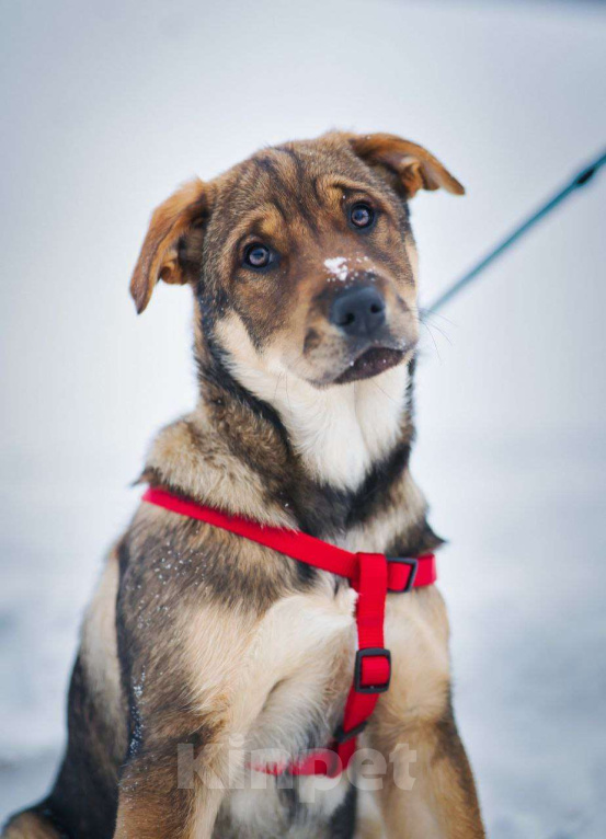 Собаки в Москве: Эльза тянется к человеку...Где ты? Девочка, Бесплатно - фото 1