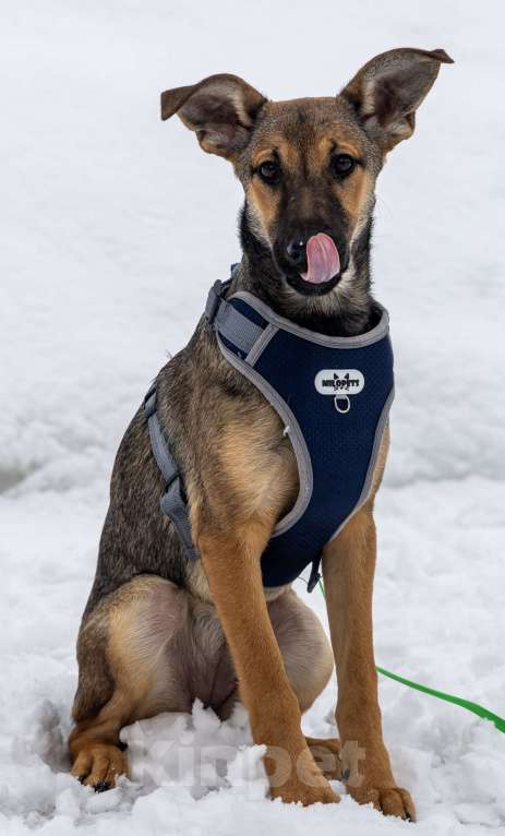 Собаки в Москве: Отдам щенка в добрые руки Девочка, Бесплатно - фото 7