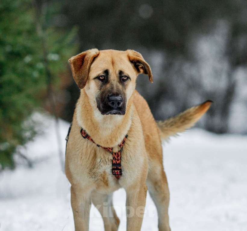 Собаки в других городах Пермского края: Умница и красавица Астрид в ответственные руки Девочка, Бесплатно - фото 1