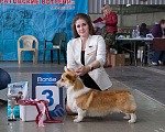 Собаки в Энгельс-19: Кобель на вязку Мальчик, 50 000 руб. - фото 4
