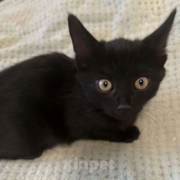 Кошки в Москве: Черный котенок в добрые руки Мальчик, Бесплатно - фото 4
