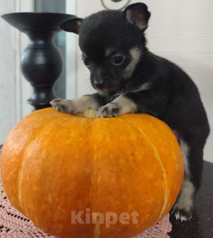 Собаки в Артеме: Продаётся, щенок мальчик чихуахуа Мальчик, 30 000 руб. - фото 3