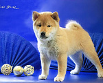 Собаки в Астрахани: Сиба ину мальчик РКФ Мальчик, Бесплатно - фото 3