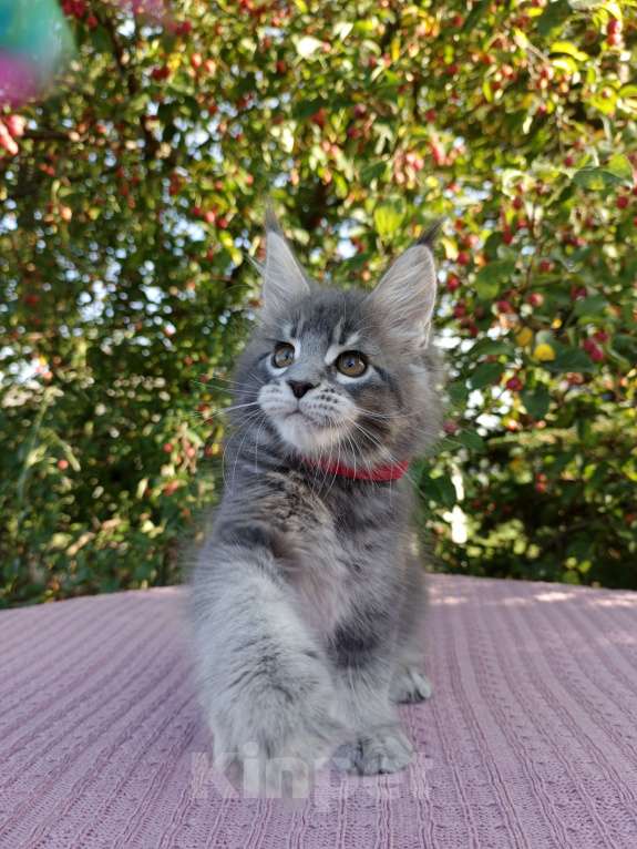 Кошки в Ярославле: Котёнок Мейн кун Девочка, 60 000 руб. - фото 3