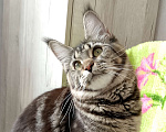 Кошки в Энгельс: Котята Мейн Ку Девочка, 35 000 руб. - фото 4