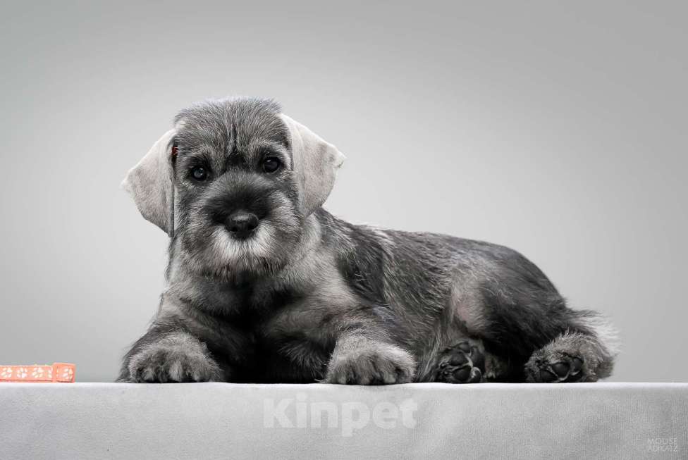 Собаки в Новосибирске: Щенки Среднего Шнауцера Девочка, 35 000 руб. - фото 2