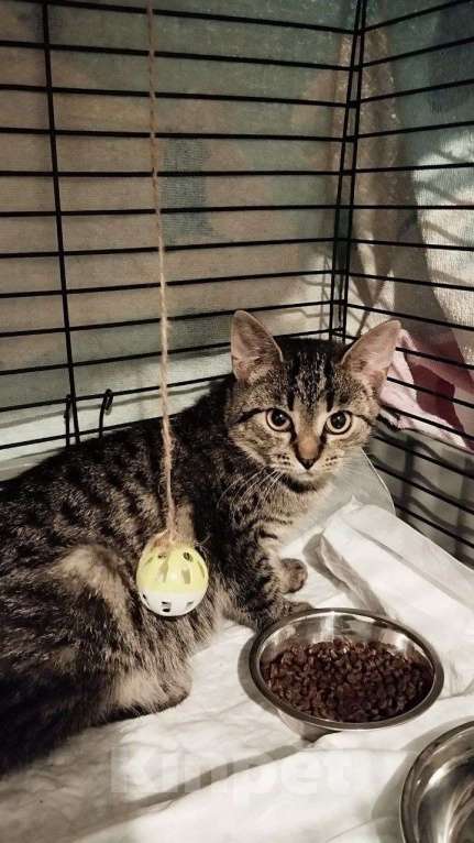 Кошки в Санкт-Петербурге: 🌟ФРИКАДЕЛЬКА ИЩЕТ ДОМ  Девочка, Бесплатно - фото 1