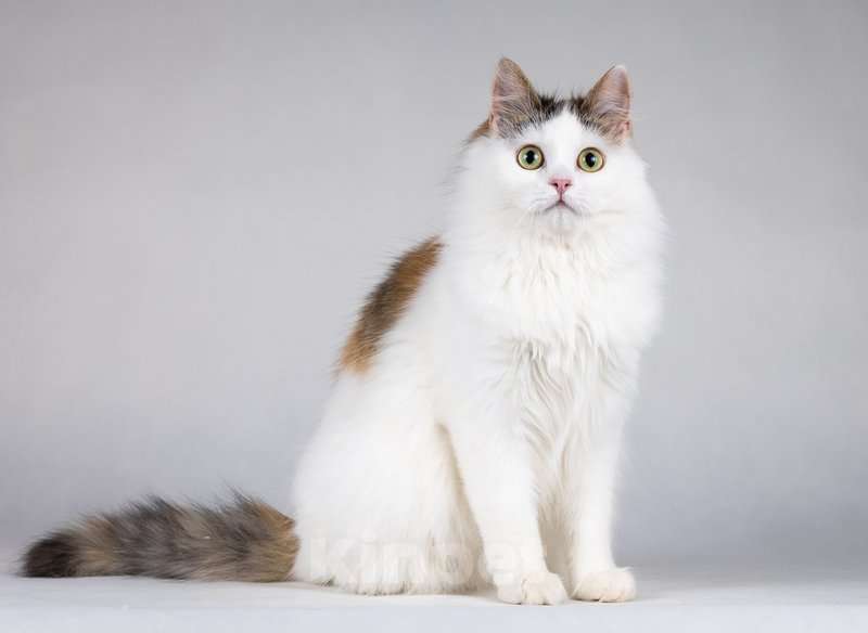 Кошки в Москве: Ласковая Зая, котёнок-подросток, девочка, трёхцветка.  Девочка, Бесплатно - фото 5