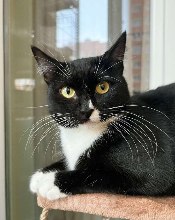 Кошки в Москве: В дар кошечка Манроша - нежность и ласка Девочка, Бесплатно - фото 1