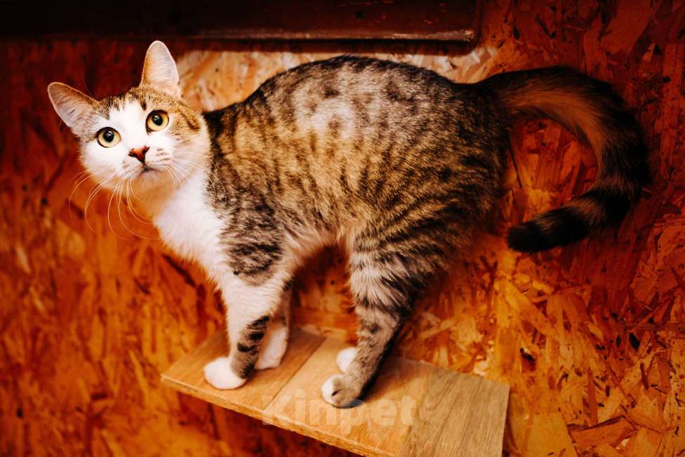 Кошки в Москве: Кошечка Маруся ❤️Очень ищет дом и любимых хозяев  Девочка, 100 руб. - фото 3