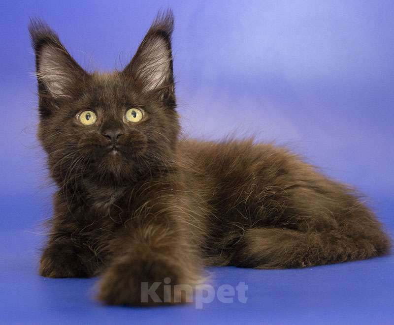 Кошки в Москве: Мейн кун котенок Девочка, Бесплатно - фото 4