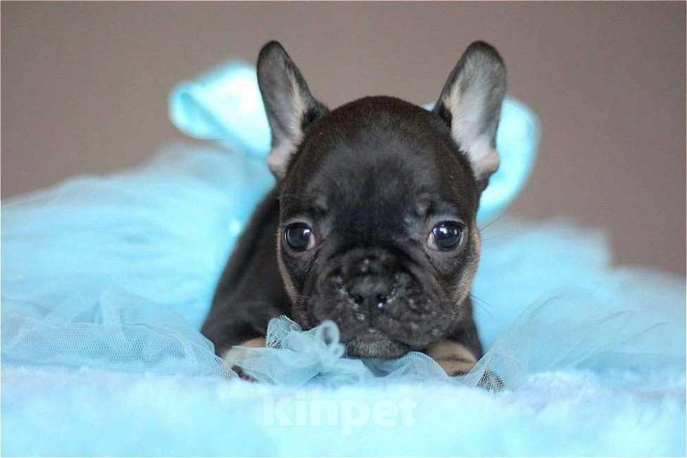 Собаки в Перми: Щенок французского бульдога Девочка, 55 000 руб. - фото 2