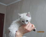 Кошки в Красноярске: Отдам котёнка в добрые руки Девочка, Бесплатно - фото 6