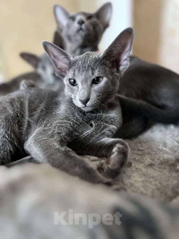 Кошки в Москве: Шикарная ориентальная малышка Девочка, 60 000 руб. - фото 2