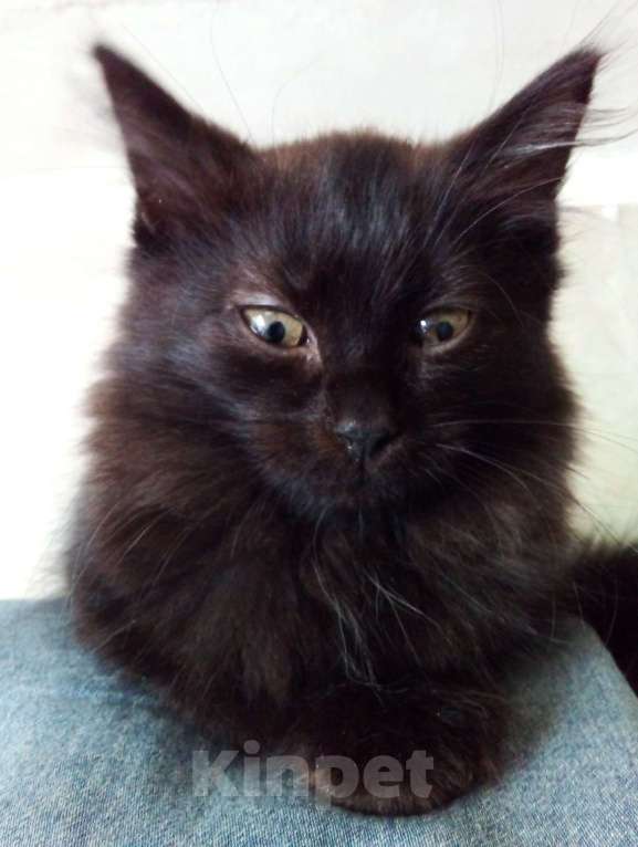 Кошки в Москве: 🧡  ( Персик )  –  Благодарный   домашний  котёнок  –  в  добрую  семью Мальчик, Бесплатно - фото 3