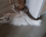 Кошки в Новосибирске: Турецкая ангора, взрослая кошка Девочка, Бесплатно - фото 5