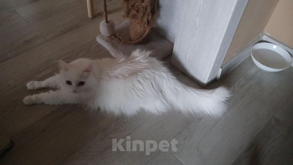 Кошки в Новосибирске: Турецкая ангора, взрослая кошка Девочка, Бесплатно - фото 5