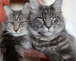 Кошки в Челябинске: Котята мэйн-кун, 15 000 руб. - фото 6
