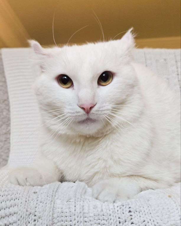 Кошки в Москве: Зефир ищет дом Мальчик, Бесплатно - фото 3