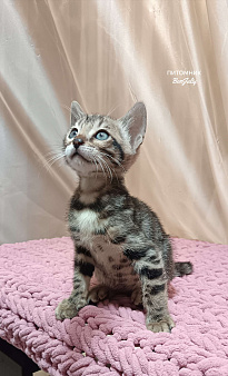 Бенгальский котёнок
