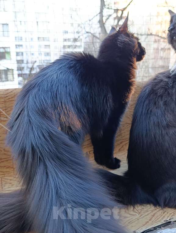 Кошки в Москве: Мейн кун девочка Девочка, 30 000 руб. - фото 1