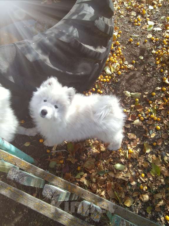 Собаки в Оренбурге: Мальчик самоед Мальчик, 20 000 руб. - фото 3