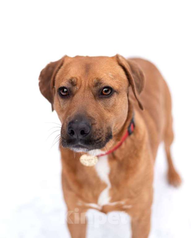 Собаки в Москве: Тайна вселенной (метис питбуля). В дар Девочка, Бесплатно - фото 4