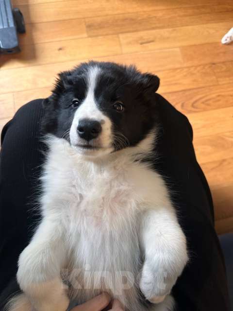 Собаки в Москве: Девочка (сука) бордер-колли: послушна и очень перспективна в аджилити Девочка, 130 000 руб. - фото 4