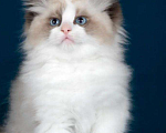 Кошки в Москве: Рэгдолл котята  Мальчик, 120 000 руб. - фото 5